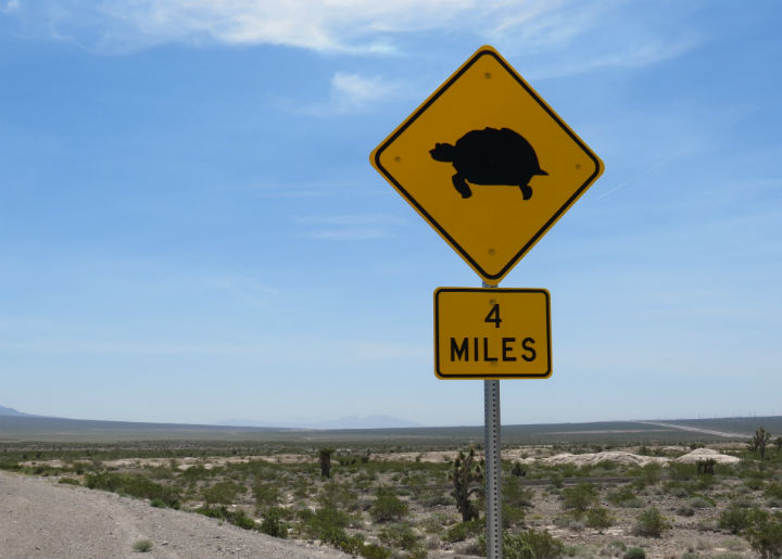 tortoise crossing